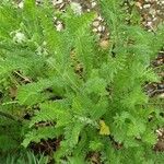 Achillea tomentosa Leaf