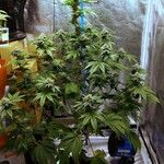 Cannabis sativa Habitus