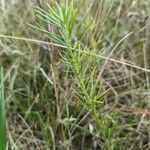 Asclepias verticillata 叶