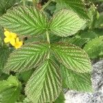 Hypericum richeri Leaf