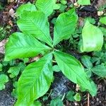 Arisaema triphyllumHostoa