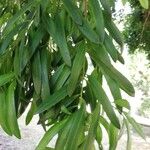 Podocarpus neriifolius Листок