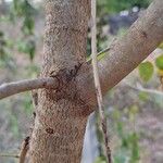Dalbergia hupeana Corteza