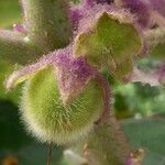 Solanum quitoense Fruit