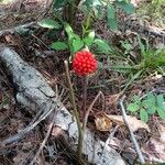 Arisaema triphyllum Плод