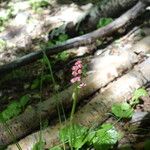 Pyrola asarifolia Blomst