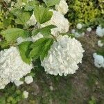 Viburnum macrocephalum Blüte