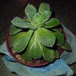 Aeonium castello-paivae Leaf