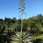 Agave americana Хабит