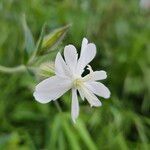 Silene dichotoma Λουλούδι