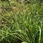 Deschampsia cespitosa Leaf