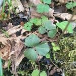 Cardamine trifolia Blad