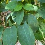 Muehlenbeckia hastulata Hoja