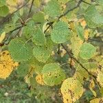 Populus tremuloides Feuille