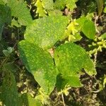 Amphicarpaea bracteata Blatt