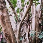 Ficus virens Habit