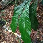Pausandra trianae Yaprak