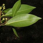 Ficus americana Plod