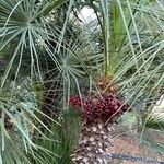 Chamaerops humilis Fruto