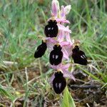 Ophrys magniflora Mosusu