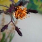 Gynura aurantiaca Квітка