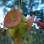 Karomia speciosa Fruit