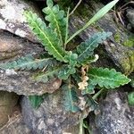 Asplenium ceterach Blad