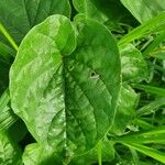 Pentarrhinum insipidum Blatt
