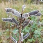 Lupinus polyphyllus Фрукт