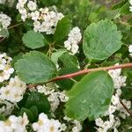 Spiraea chamaedryfolia Foglia