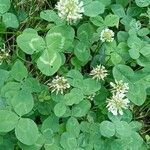 Trifolium repens Vekstform