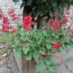 Heuchera sanguineaFiore