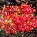 Drosera natalensis Хабит