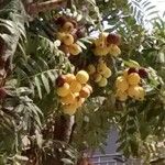 Sorbus domestica عادت داشتن