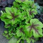 Heuchera americana 其他