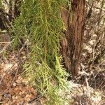 Juniperus procera Blatt