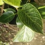 Philodendron tatei Leht