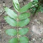 Zanthoxylum caribaeum Leaf
