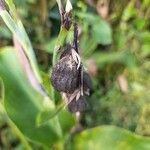 Canna glauca Fruct