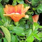 Hibiscus moscheutos Blomst