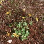 Ranunculus glaberrimus Hábitos