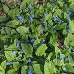 Omphalodes verna Hábito