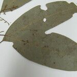 Aniba parviflora Лист