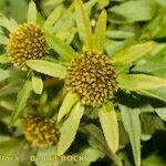 Bidens radiata Otro