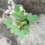 Cleome rutidospermaLevél