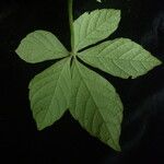 Tetrastigma obtectum Leaf