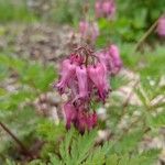 Dicentra eximia 花