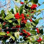 Crataegus persimilis Облик