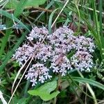 Heracleum sphondyliumBlüte