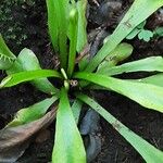 Dionaea muscipula Leaf
